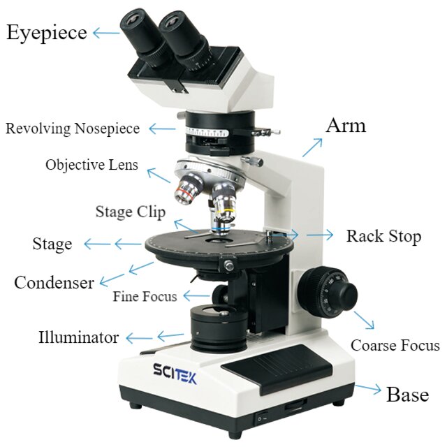 Microscope | Types, Parts, History and Use