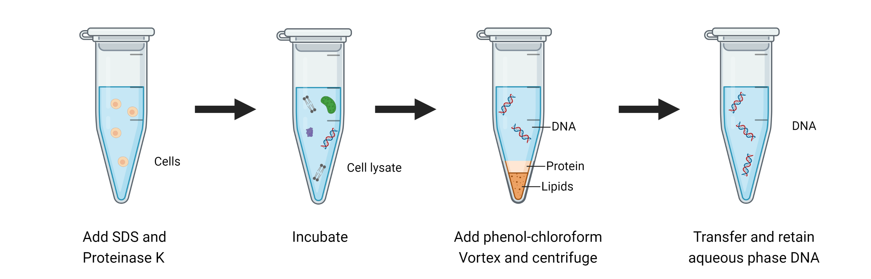 DNA Extraction Lab Methods - Scitek